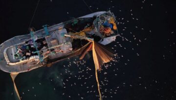 Marmara’da yüzlerce martının “kısmet” peşindeki gayreti drone ile görüntülendi