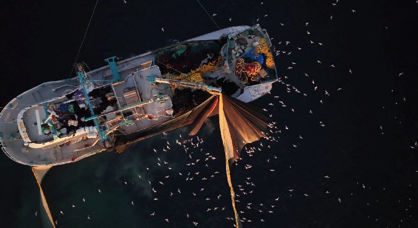 Marmara’da yüzlerce martının “kısmet” peşindeki gayreti drone ile görüntülendi