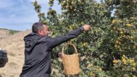 Tabiatta resen yetişiyor. Bedendeki ziyanlı toksinleri temizliyormuş