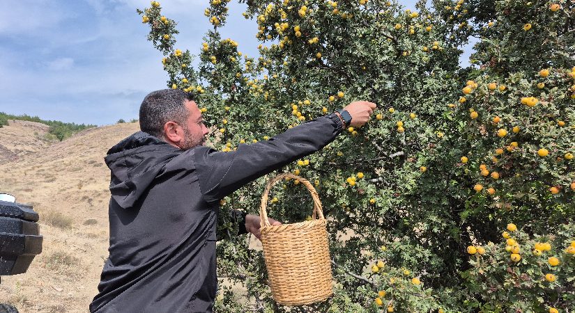 Tabiatta resen yetişiyor. Bedendeki ziyanlı toksinleri temizliyormuş