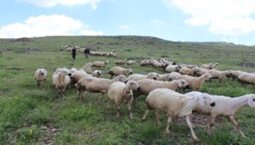 Türkiye, hayvan varlığında AB ülkelerinin tamamını geride bıraktı