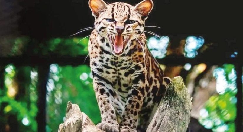 Yeni kedi tipi keşfedildi