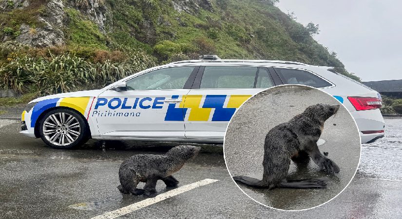 Yeni Zelanda’da şaşkın fok yavrusunu polis takımları kurtardı