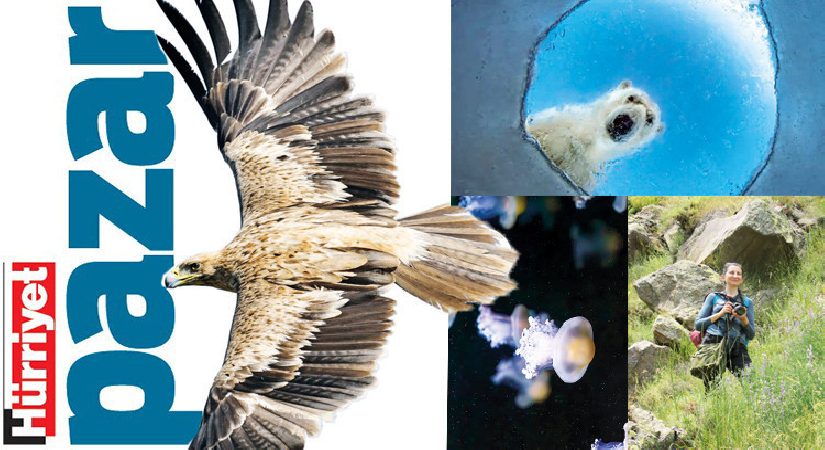 Yenilikler, müsabakalar ve gelişmeler