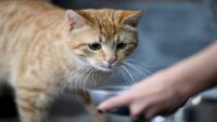100 kedi maması test edildi. Kurşun dahil her türlü ziyanlı madde var