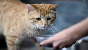 100 kedi maması test edildi. Kurşun dahil her türlü ziyanlı madde var