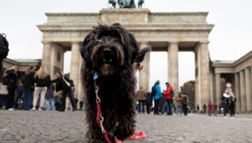 Almanya’da belediyeler köpek vergisinde 430 milyon euro kazandı