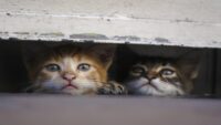 Pişirip yemek için 2 bin 700 kedi çalan çete çökertildi