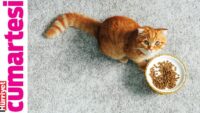 Sağlıklı olması için nasıl beslenmeli?