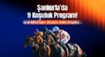 Şanlıurfa’da 9 koşuluk program! İşte Misli’den günün altılı analizi…