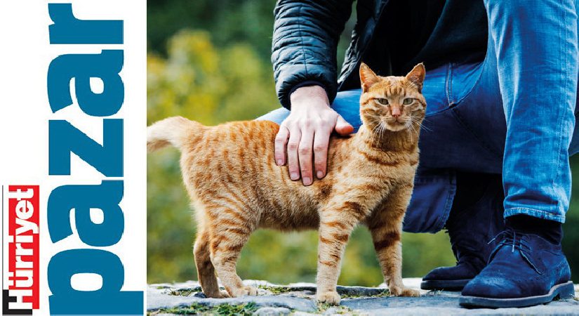 Sarı kedi kaybolmama müsaade vermez