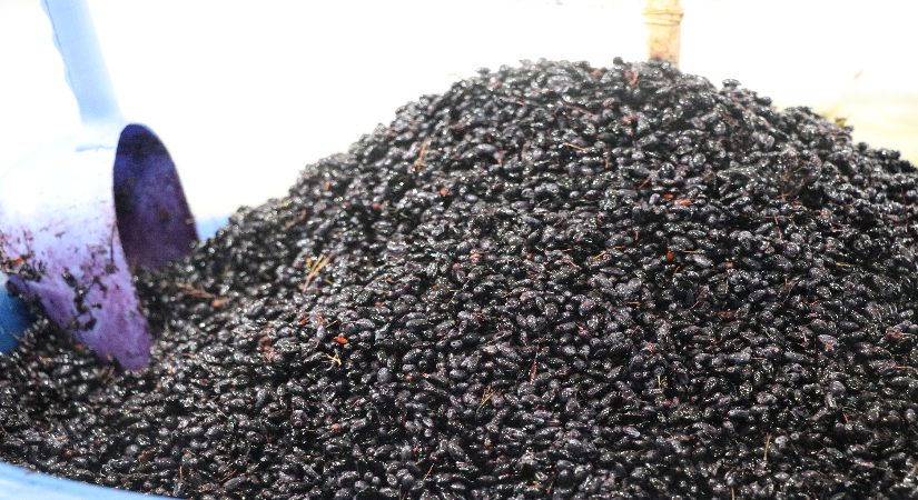 Tansiyon, şeker ve kolesterole uygun geliyormuş. Kurutularak çay üzere içiliyor