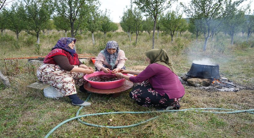 Yalnızca Kastamonu’da yetişiyor. Magnezyum, potasyum, demir deposuymuş